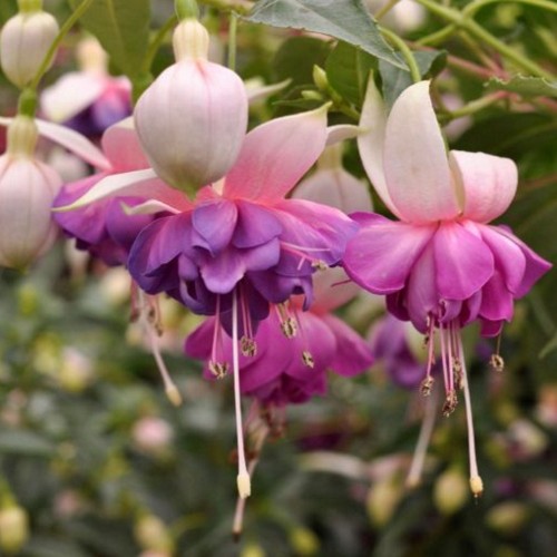 Fuchsia 'SHADOW DANCER Beatrice' - Fuksia 'SHADOW DANCER Beatrice' P9/0,55L